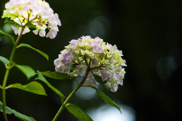 Beautiful red and pink color Hydrangea macrophylla flowers in the garden at early summer.