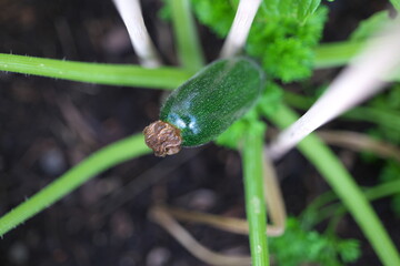 Zuccini Zucchini Kürbisgewächs Garten Frucht Kräutergarten Hochbeet grün Knolle 