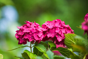 Fototapeta premium Beautiful red and pink color Hydrangea macrophylla flowers in the garden at early summer.