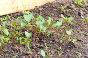 Organic farming, seedlings growing in greenhouse. cabbage seedlings in the greenhouse