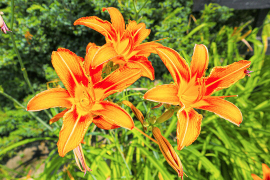 flower, lily, orange, nature, plant, green, garden, flora, summer, yellow, beauty, spring, blossom, red, flowers, bloom, petal, beautiful, petals, hemerocallis, lilies, floral, day, color, daylily
