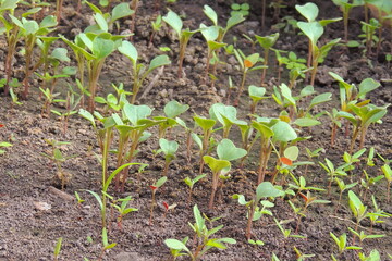 Organic farming, seedlings growing in greenhouse. cabbage seedlings in the greenhouse