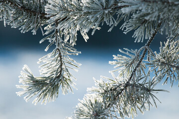 Frosty pine branch during a cold wintery morning in Estonian coniferous forest. 