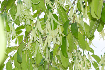 Fototapeta premium Shorea roxburghii flowers on tree in forest.