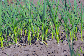 green onions in the garden
