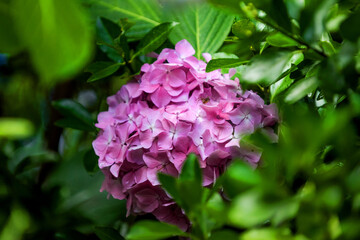 Beautiful pink and red color Hydrangea macrophylla flowers in the garden at early summer.