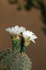 White flower of chin cactus,  Gymnocalicium