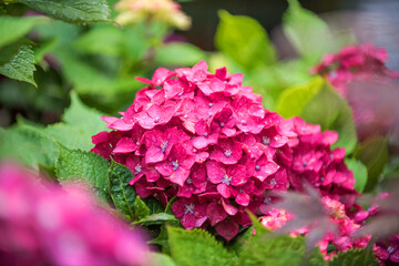 Beautiful pink and red color Hydrangea macrophylla flowers in the garden at early summer.