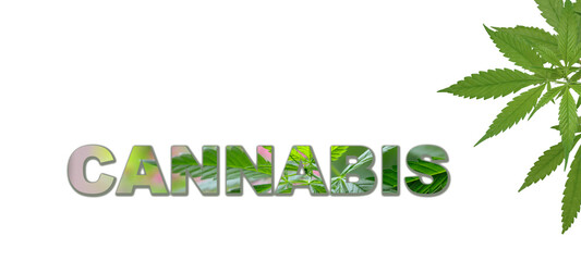 Leaves hemp medical plant and word Cannabis isolated on white. Banner with copy space