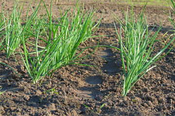 green onions in the garden