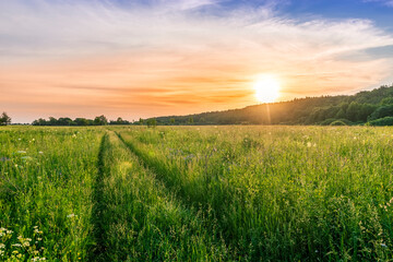Fototapeta na wymiar Scenic view at beautiful spring sunset in a green shiny field with green grass and golden sun rays, deep blue cloudy sky , trees and
