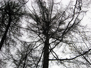 Fototapeta na wymiar silhouette of trees