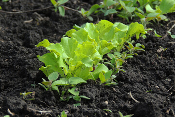 lettuce in the garden