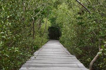 Wooden walkway in mangrove forest