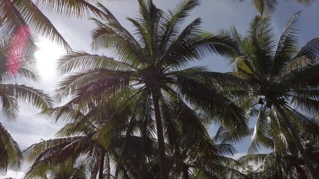 Tropical palm trees against sky and sunshine