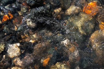 transparent river water and stones at the bottom background image