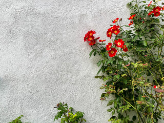 Concrete wall with red natural flowers growing up it