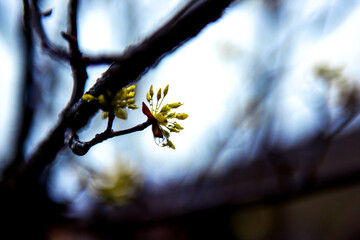 Beautiful yellow japanese cornel,Cornus Officinalis flowers on eary spring.