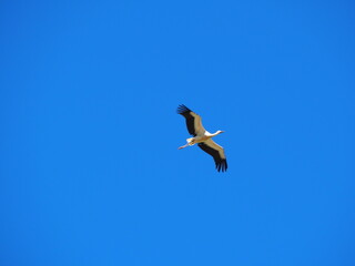 Storch