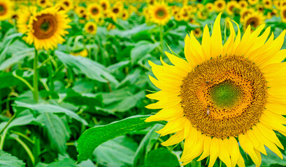 Obraz premium 【真夏イメージ】太陽のように咲くヒマワリ