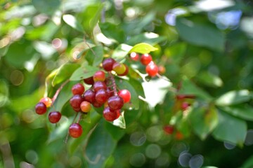 Wild red cherry, berry picking in the forest.