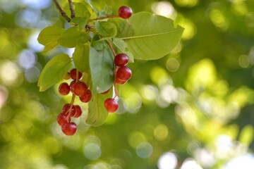 Wild red cherry, berry picking in the forest.