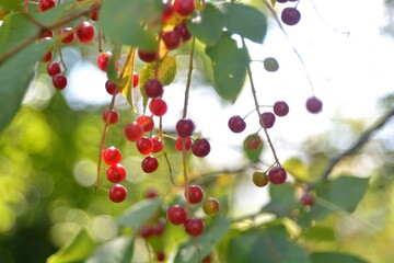 Wild red cherry, berry picking in the forest.