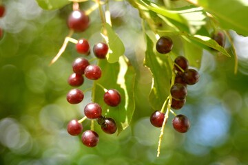 Wild red cherry, berry picking in the forest.
