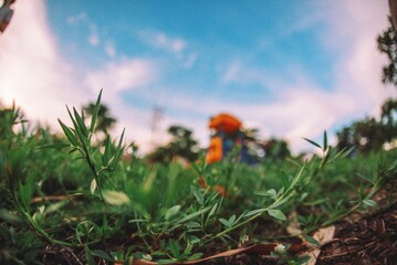 Closeup fisheye photo of flower and grass