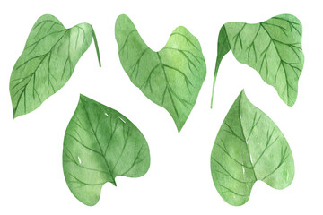 Watercolor sunflowers and leaves isolated on white background