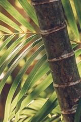 Bamboo branch 