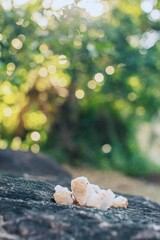 Rose quarz minerals on the stone in daylight