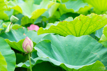 ハスの花