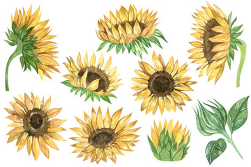 Watercolor sunflowers and leaves isolated on white background