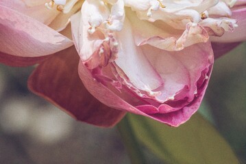 Closeup pink rose flower leaves
