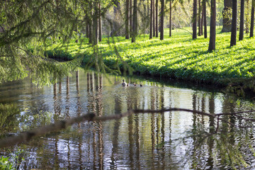 Fototapeta na wymiar Fish channel in Catherine Park, where a duck with ducklings swims, trees are planted on both sides, which are reflected in the water of the channel.