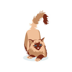 Cute cat of siamese birman breed. Adorable fluffy domestic animal lying on floor cartoon vector illustration isolated on white background