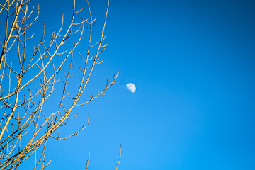 Im Hintergrund eines Baum ist der Mond sichtbar, Baumkrone vor dem Mond.
