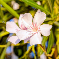 pale white pink oleander flowers close up in the garden