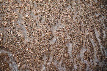 seashell beach clear water in the sea seashell beach
