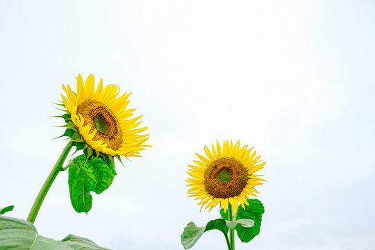 【真夏イメージ】太陽のように咲くヒマワリ