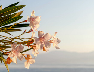 pale pink oleander flowers on sea and sky distant background