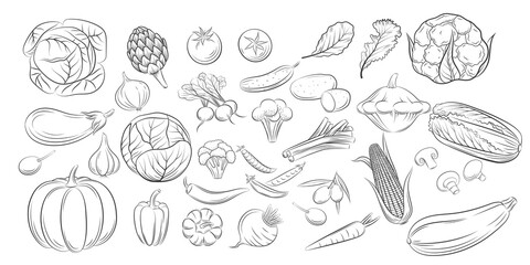 Vegetables doodle drawing collection. Engraved style collection farm product restaurant menu, market label. Vintage sketch style icons set vegetables in black isolated over white background.   - 369013580