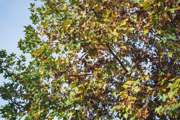 Trees with yellow autumn leafs with pine trees and a blue sky at the background and