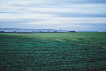 Fototapeta na wymiar Landscape view of a green field of grain and a wood on the background