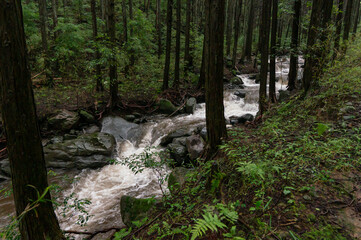 Obraz premium 豪雨で増水した川の上流域