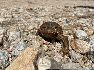 Hey ich ich bin Kermit