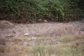 Two Hares in Spanish Canyon 