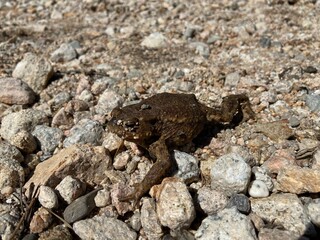Frosch am Chillen