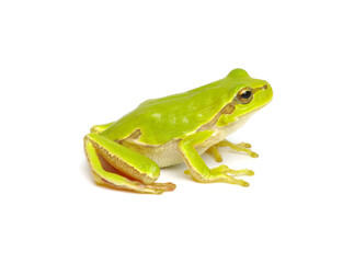 Green tree frog isolated on white